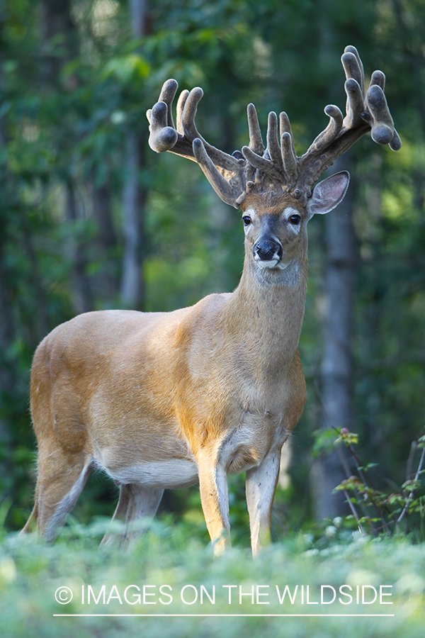 Whie-tailed deer apple creek