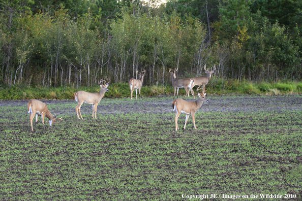 White-tailed bucks in habitat