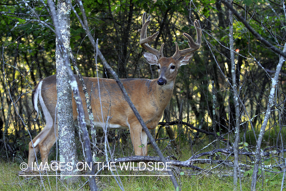 White-tailed buck in velvet 