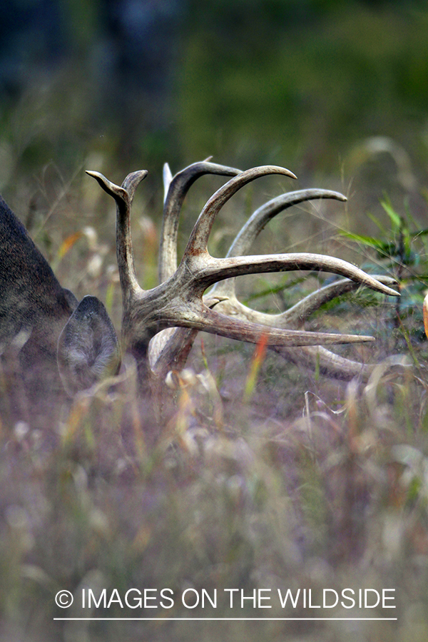 White-tailed buck in habitat. *