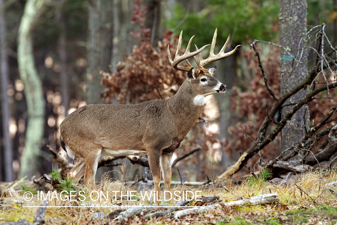 White-tailed buck in habitat. *