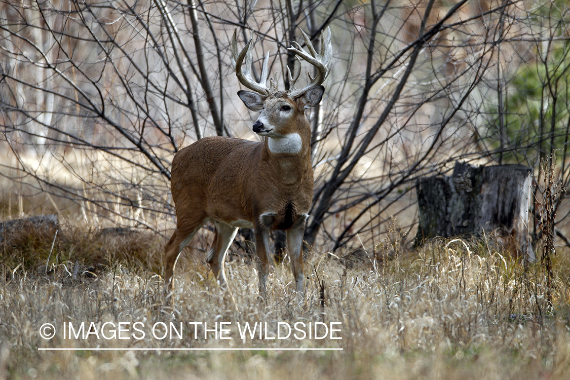 White-tailed buck in habitat. *