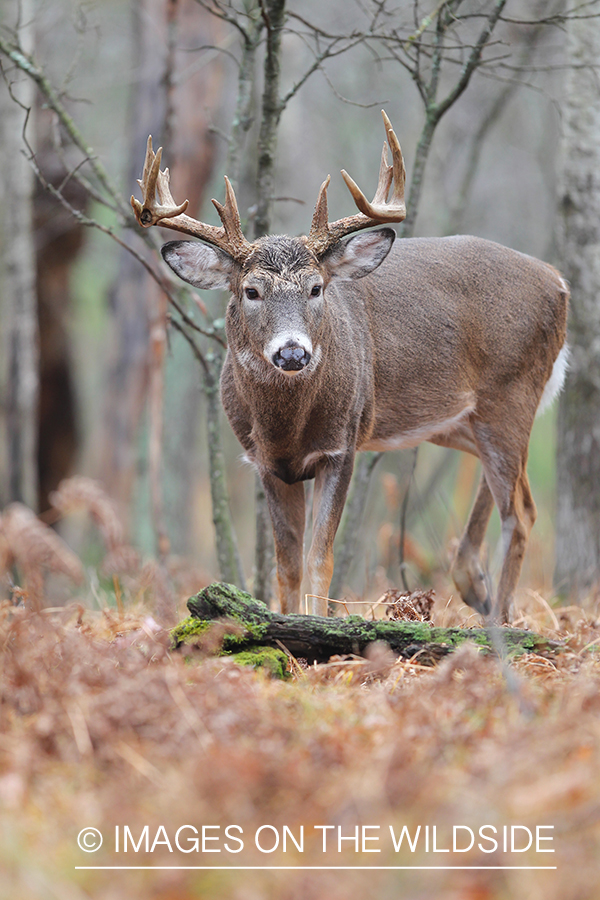 White-tailed buck in habitat. 