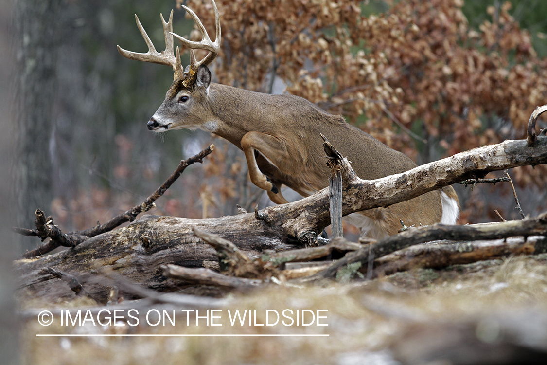 White-tailed buck in habitat. *