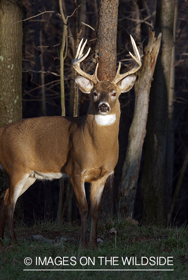 White-tailed buck in habitat. 