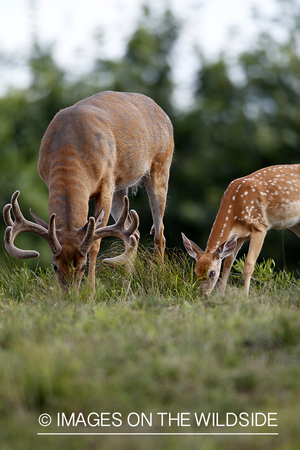 White-tailed buck with fawn.  