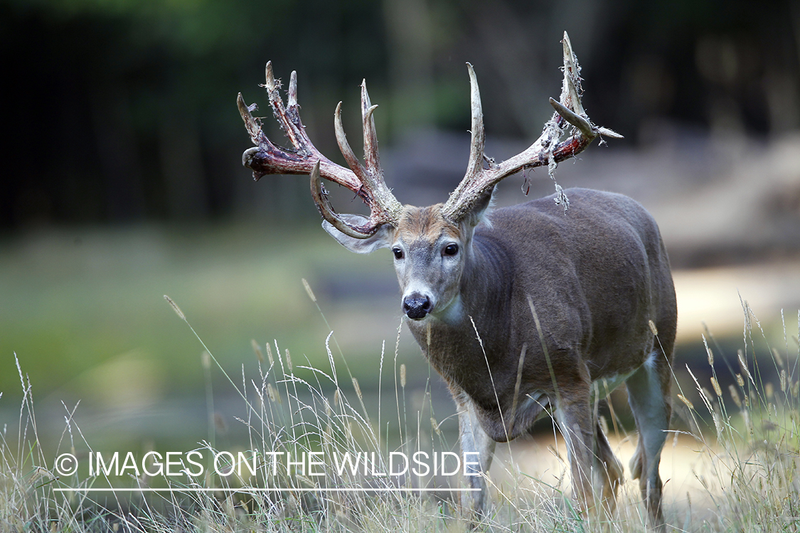 White-tailed buck shedding velvet.  