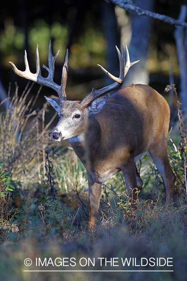 White-tailed buck in habitat. 