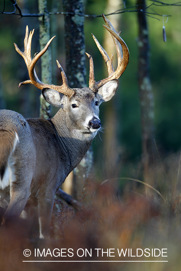 White-tailed buck in habitat. 