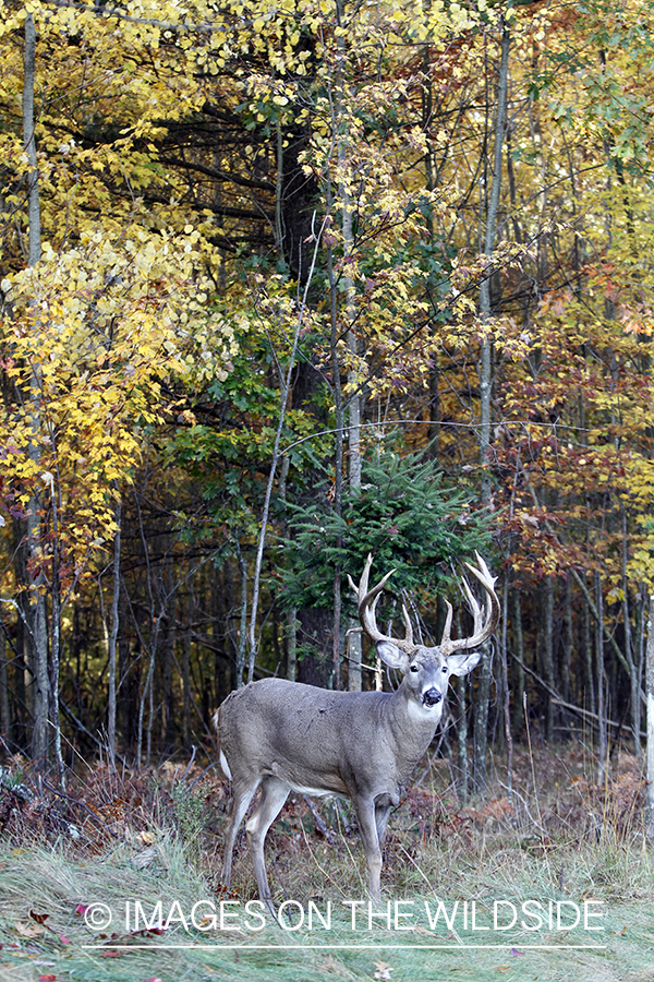 White-tailed buck in habitat. 