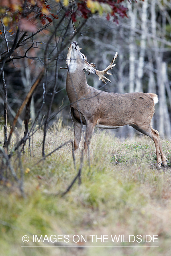 White-tailed buck scent marking. 