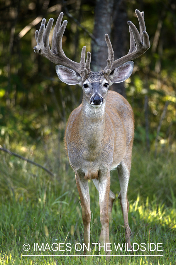 White-tailed buck in velvet.