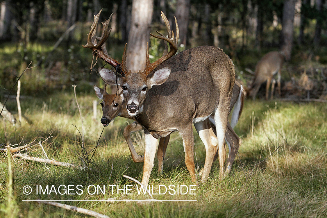 White-tailed buck shedding velvet.