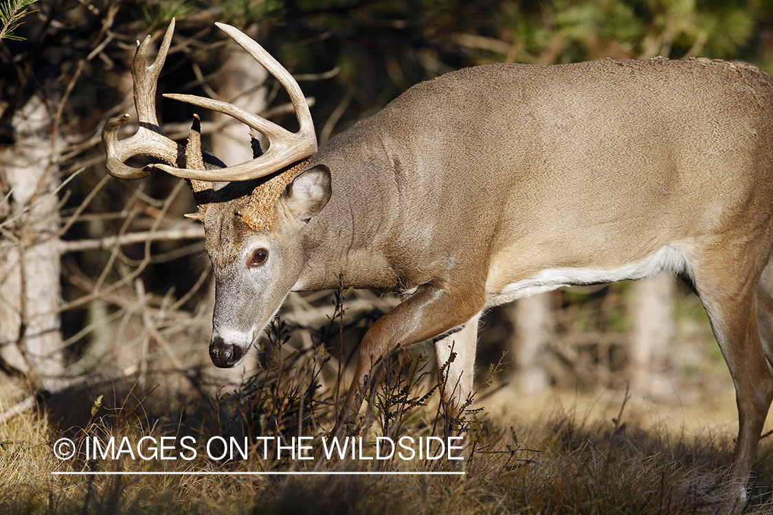 White-tailed buck in habitat.