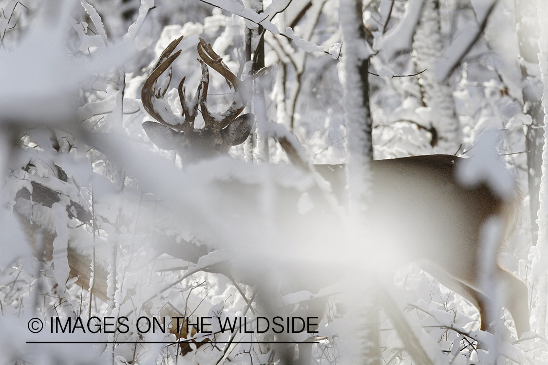 White-tailed buck in winter habitat.