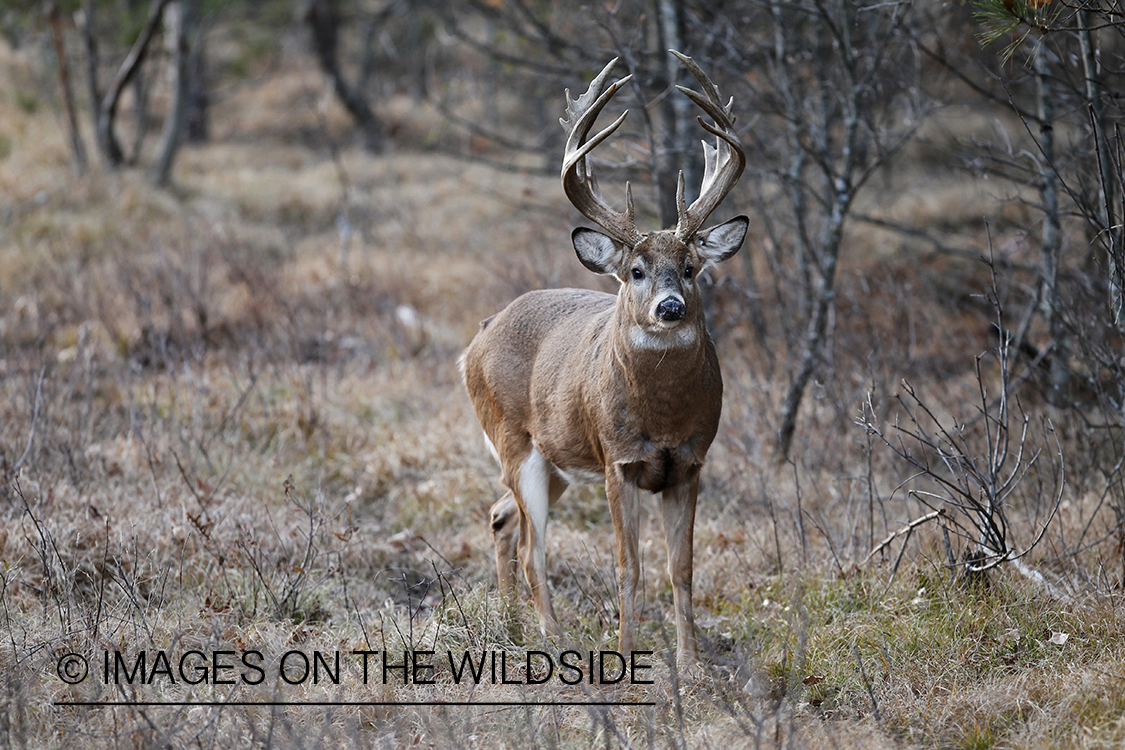 White-tailed buck in habitat.