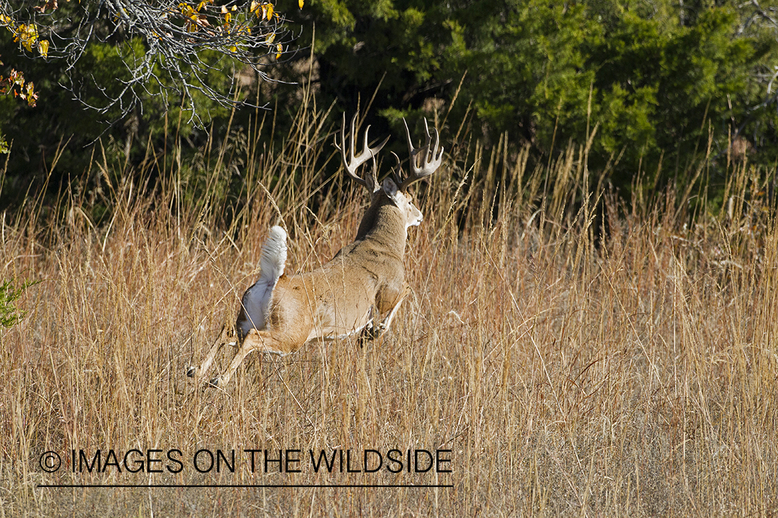 White-tailed buck running in habitat.