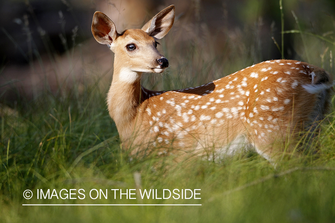 White-tailed fawn in habitat.