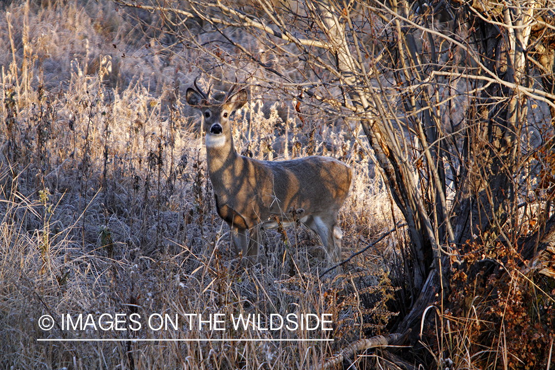 View of White-tailed buck in habitat from tree stand.