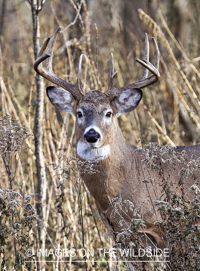 White-tailed buck in habitat.