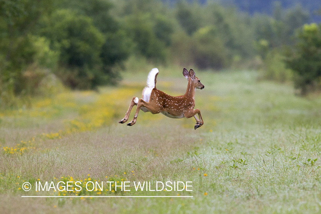 White-tailed fawn in velvet fleeing.
