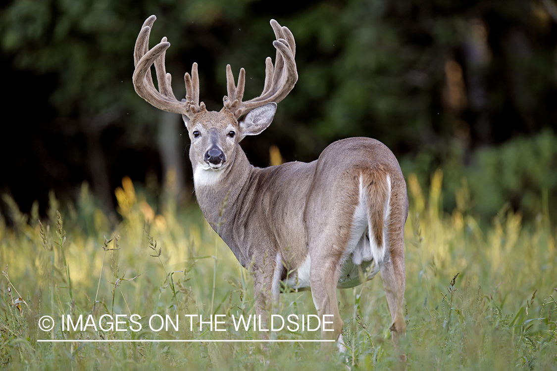 White-tailed buck in habitat.