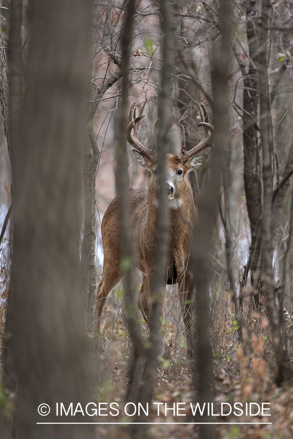 White-tailed buck in habitat.