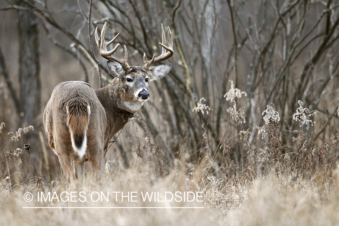 White-tailed buck in habitat. 