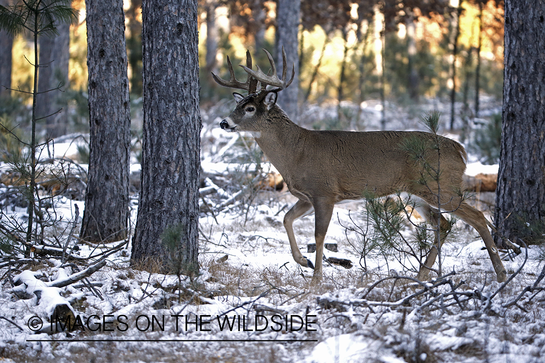 White-tailed buck in winter habitat.