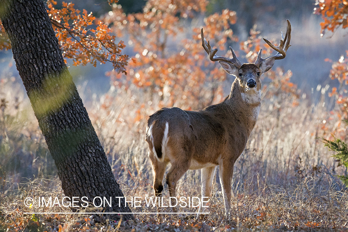 White-tailed buck in habitat.