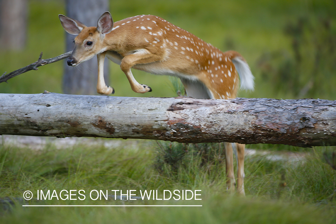 White-tailed fawn jumping over log.