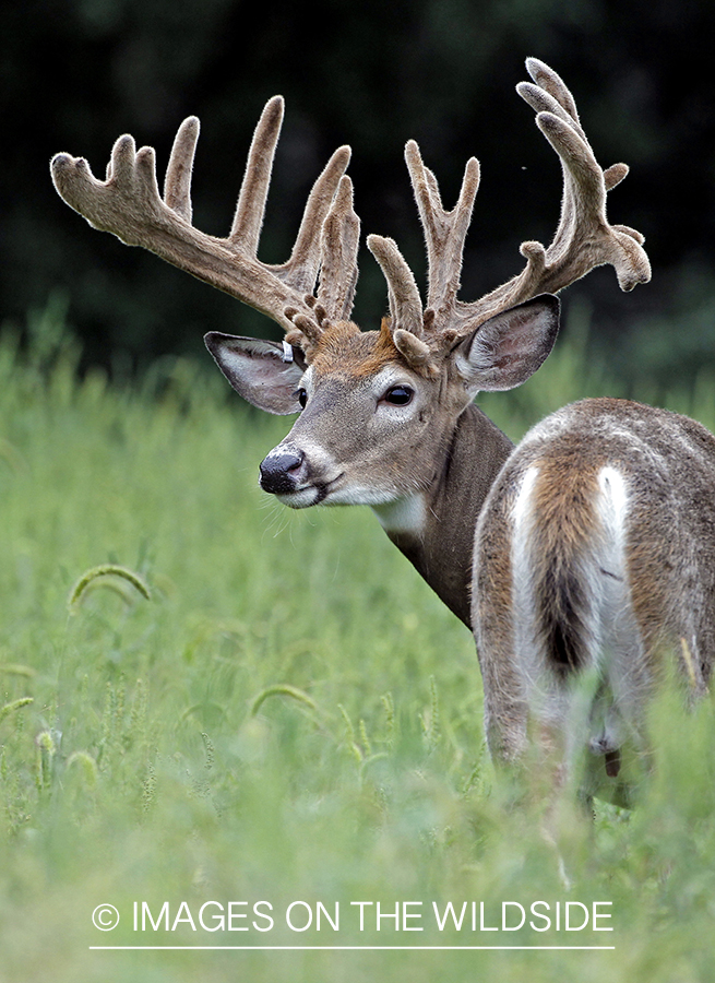 White-tailed buck in Velvet.