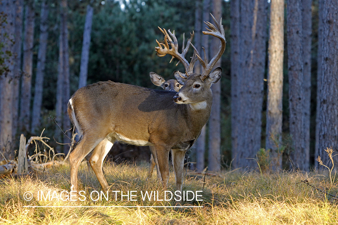 White-tailed buck and doe in field.