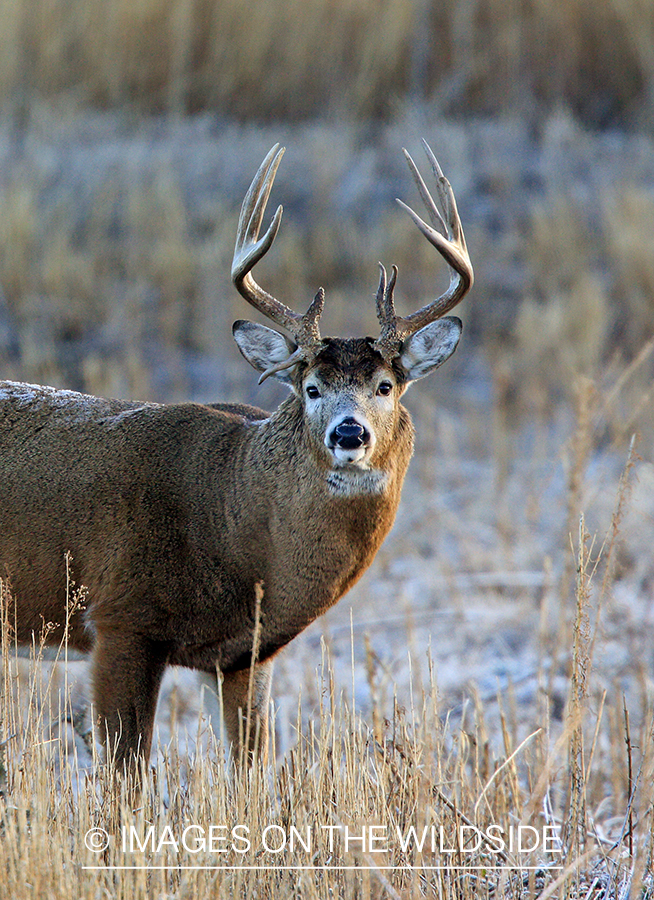 White-tailed buck in field.