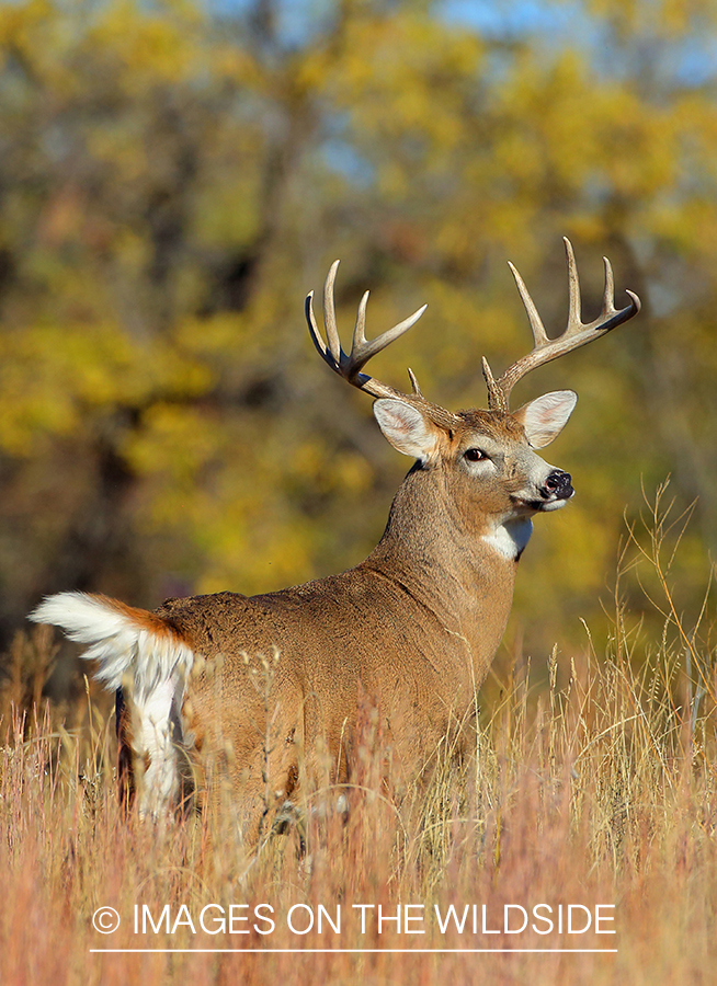 White-tailed buck in habitat.