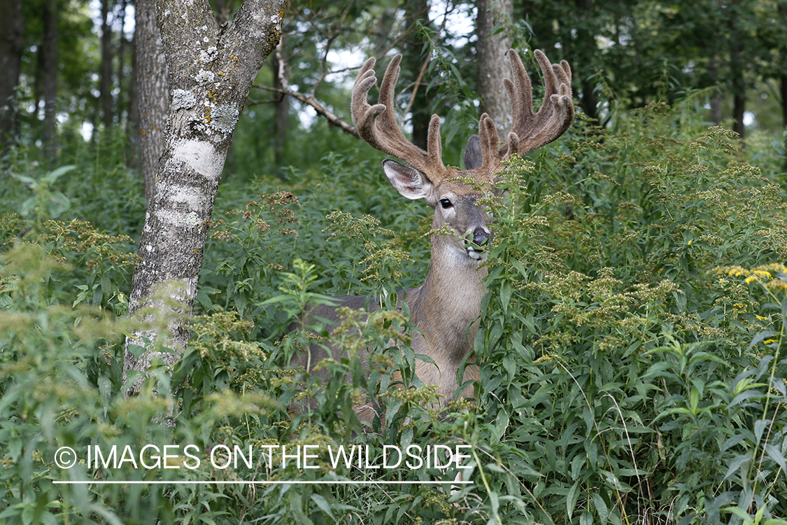 White-tailed deer in velvet.