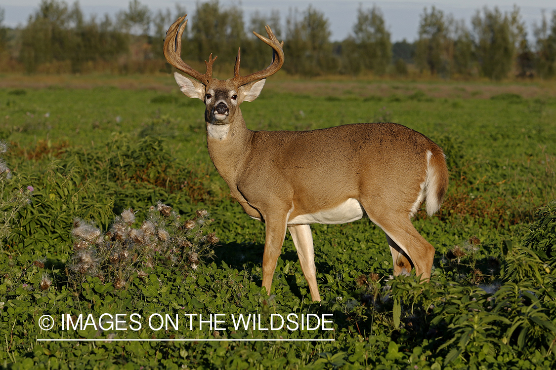 White-tailed buck in food plot.