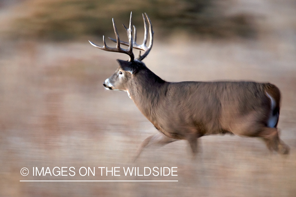 White-tailed buck running in field.