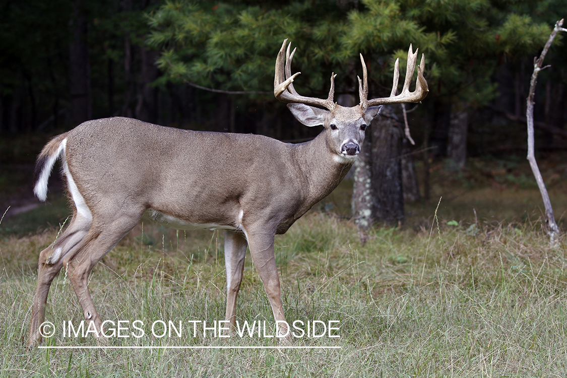 White-tailed buck in field.