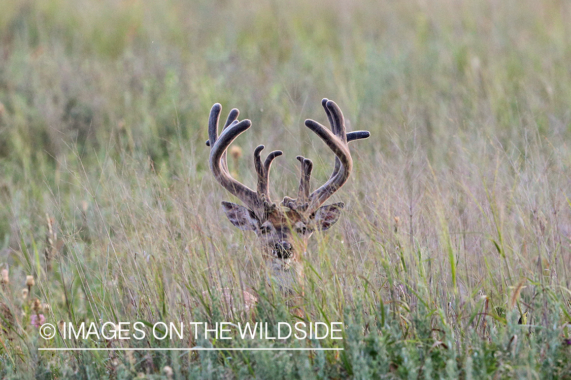 White-tailed buck in velvet.