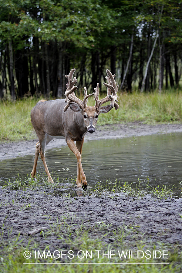 White-tailed buck in Velvet.