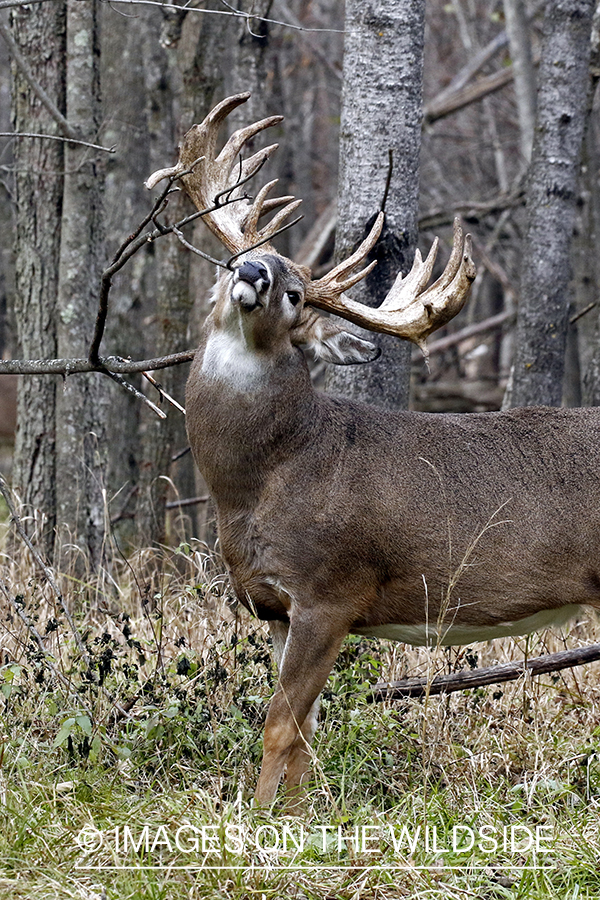 White-tailed buck making scrape.