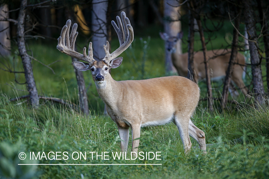 White-tailed buck in Velvet.