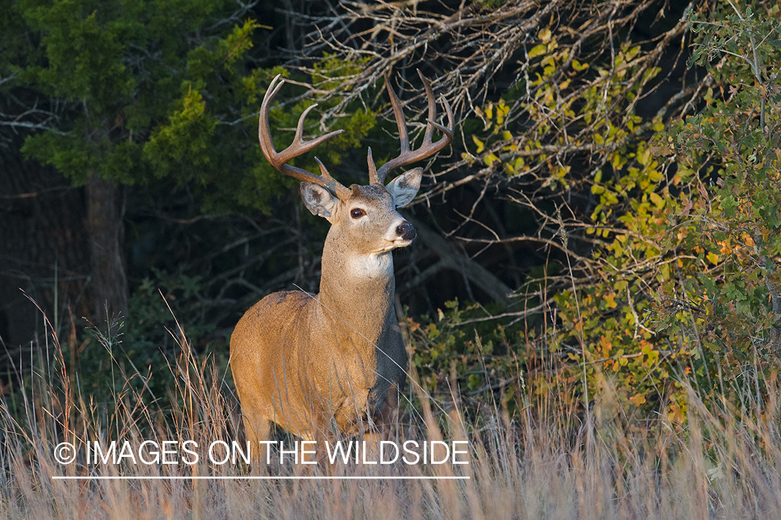 White-tailed buck in field.