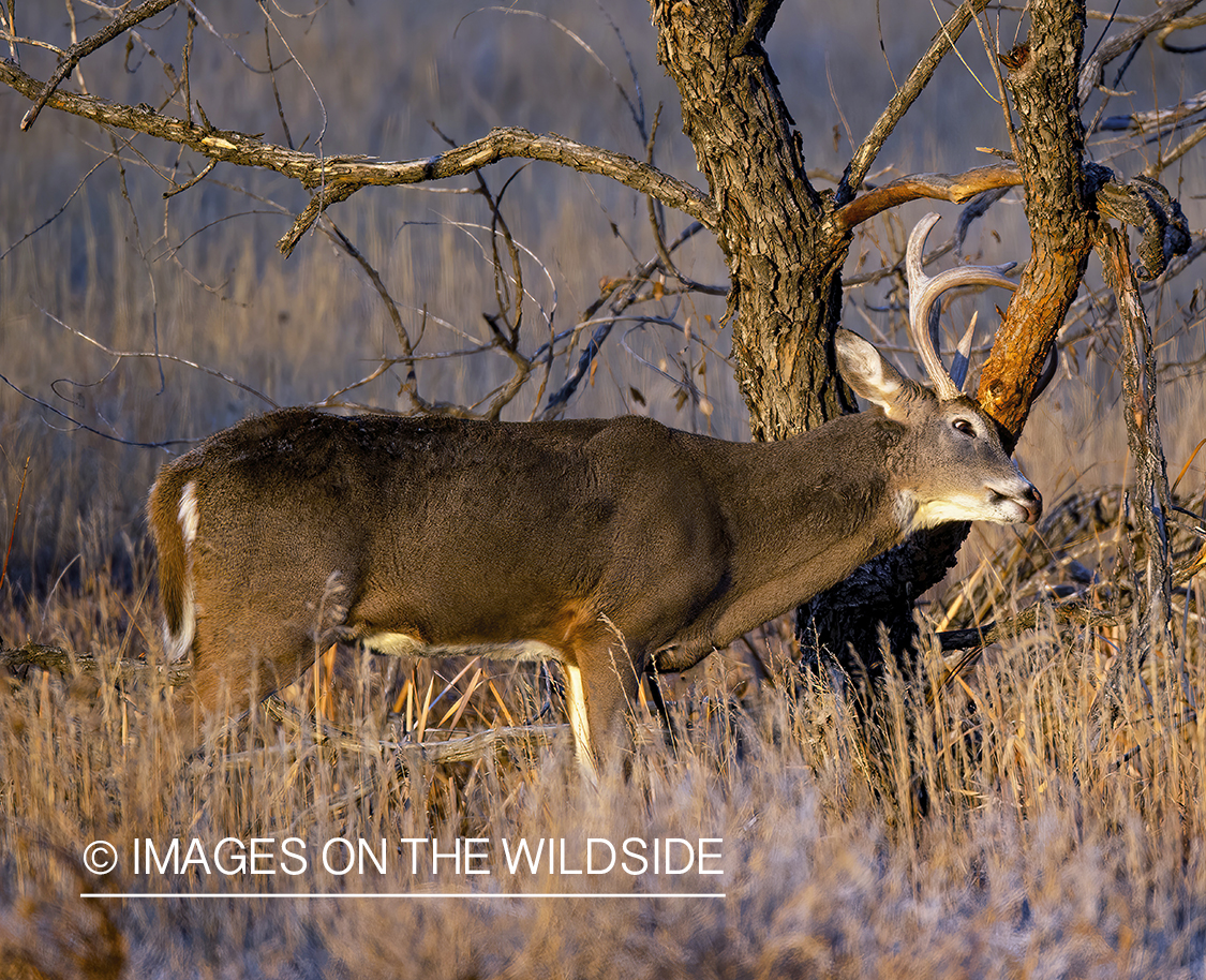 White-tailed buck rubbing on tree.