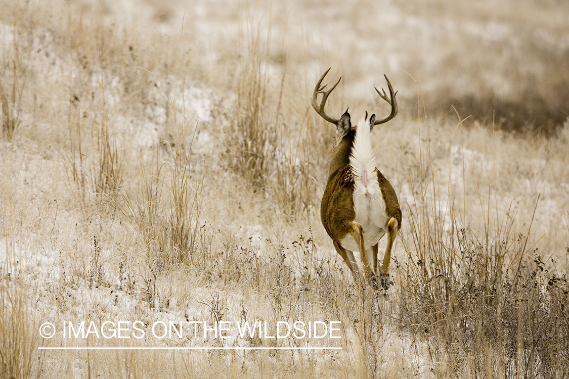 White-tailed deer in habitat