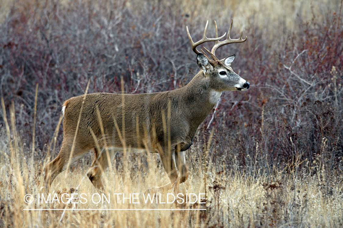 White-tailed deer in habitat