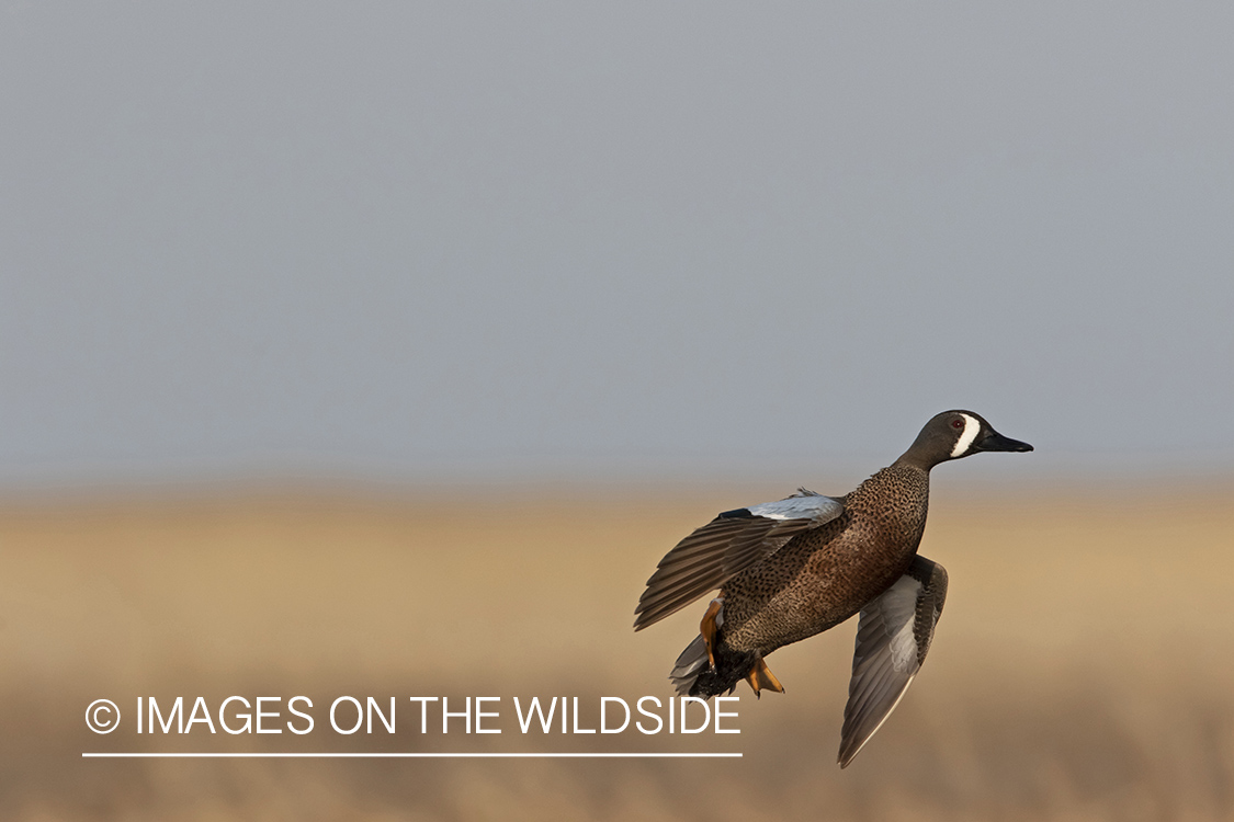 Blue-winged Teal in flight.