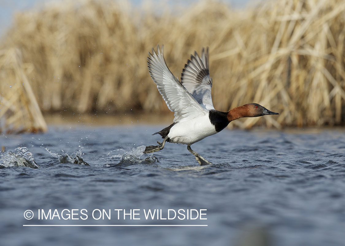 Canvasback duck taking flight.