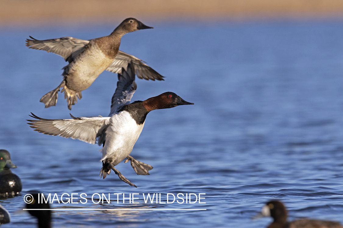 Canvasback drake and hen in flight.